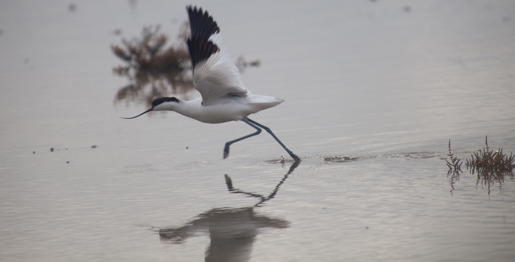 IMG_7265.jpg - décollage d'une avocette élégante