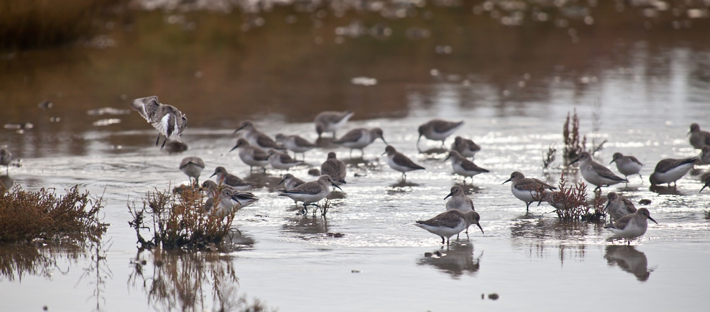 IMG_7292.jpg - chevaliers au pluriel :)