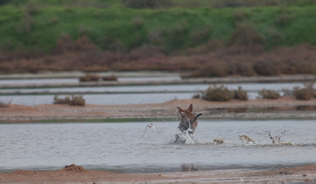 IMG_7316.jpg - un des chiens de la ria formosa, qui courrait derrière des chevalier ou avocette élégantes.