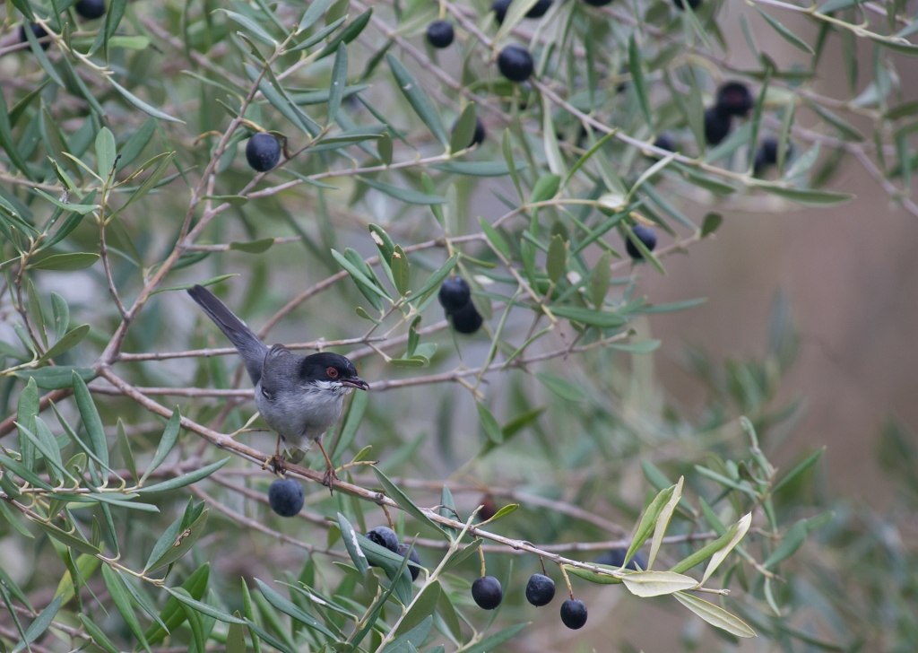 IMG_7423.jpg - je lui donnerai un nom plus tard