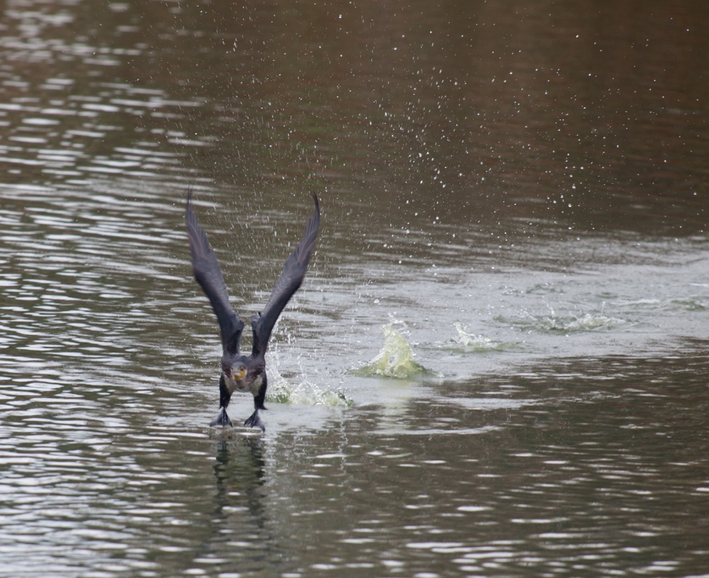 IMG_7470.jpg - Grand Cormoran