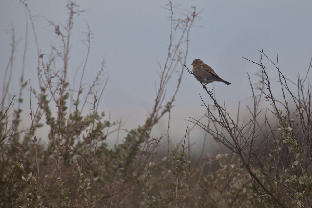IMG_7528.jpg - moineau commun ?