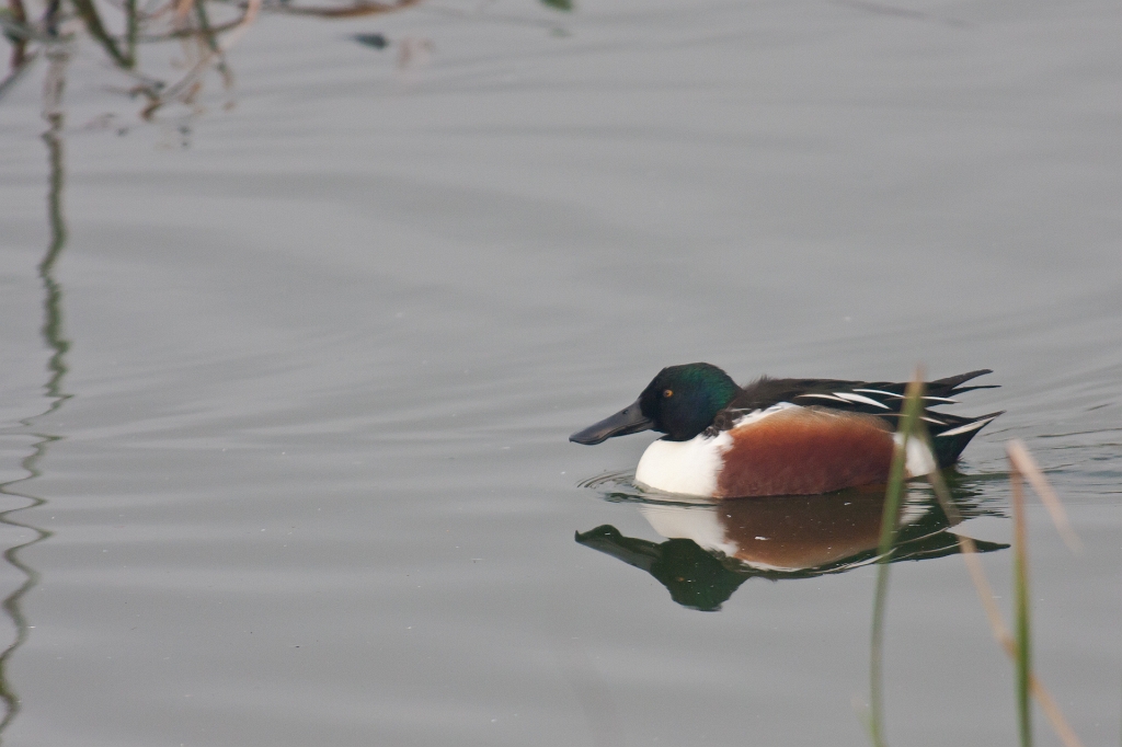 IMG_3093.jpg - Canard souchet