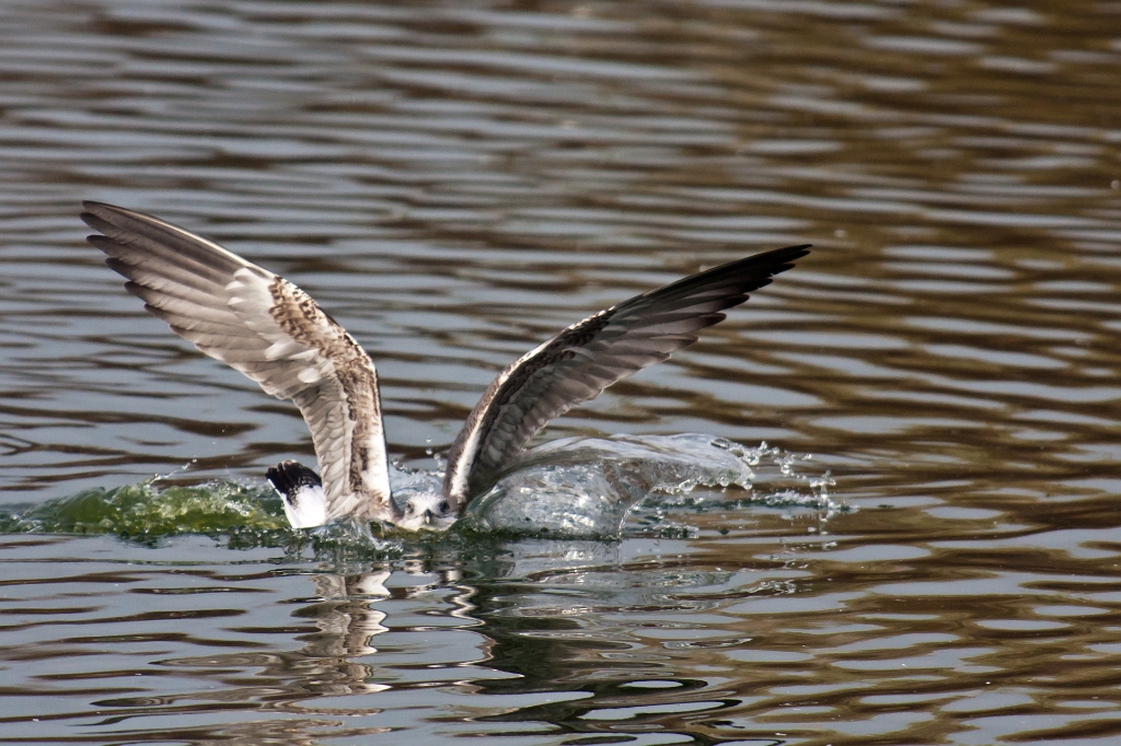 IMG_3114.jpg - atterissage en douceur :)