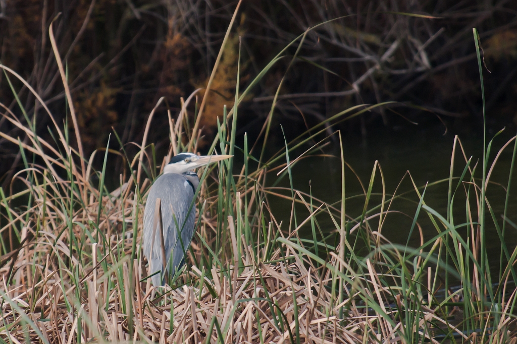 IMG_3130.jpg - héron