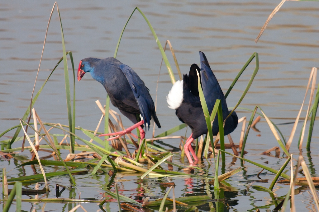 IMG_3174.jpg - une proposition sans suite :)