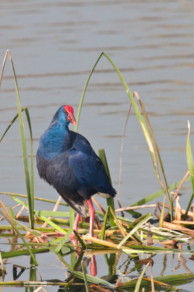 IMG_3176.jpg - talève sultane