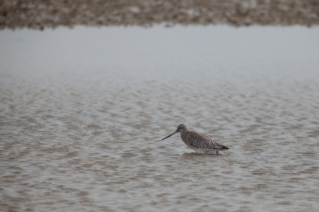 IMG_7560.jpg - que du bonheur l'observation