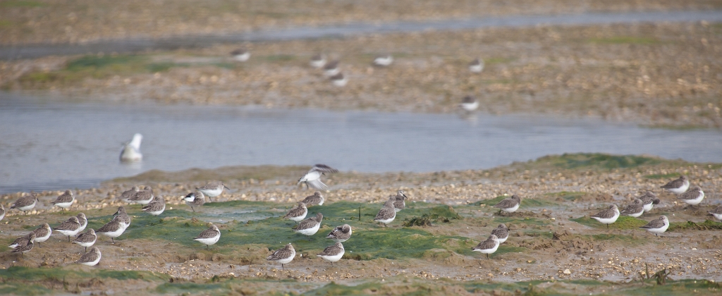 IMG_7565.jpg - il y en avait quelques uns :)