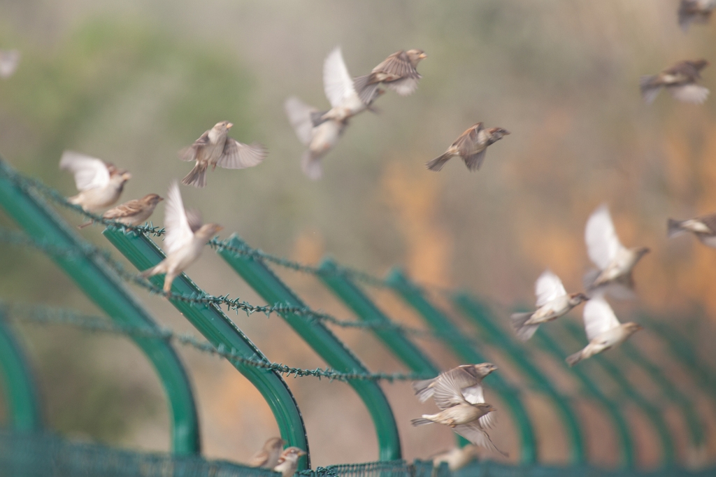 IMG_7580.jpg - de simples moineaux , mais bon j'ai trouvé la photo interessante