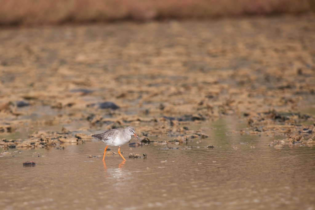 IMG_7587.jpg - chevalier (arlequin ?)