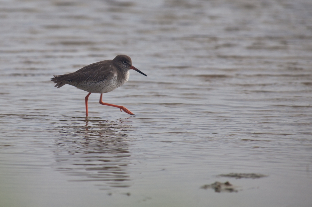 IMG_7605.jpg - un chevalier je pense