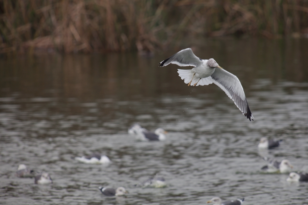 IMG_7617.jpg - les goélands se tordent le cou au démarrage