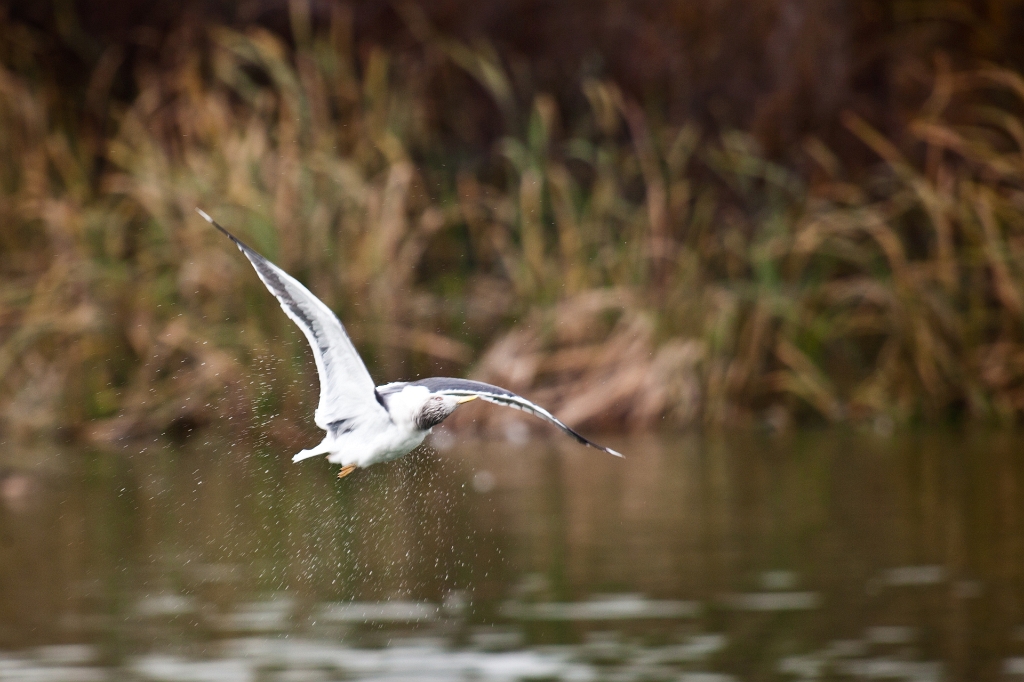 IMG_7618.jpg - un autre goeland qui se tord le cou ...