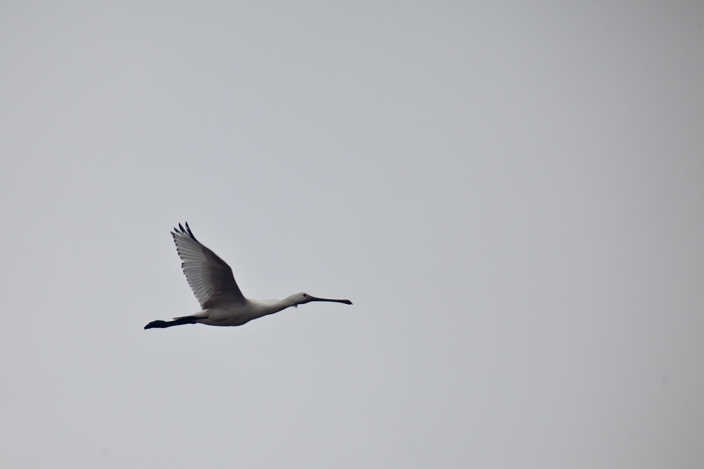 IMG_7649.jpg - une Spatule en vol