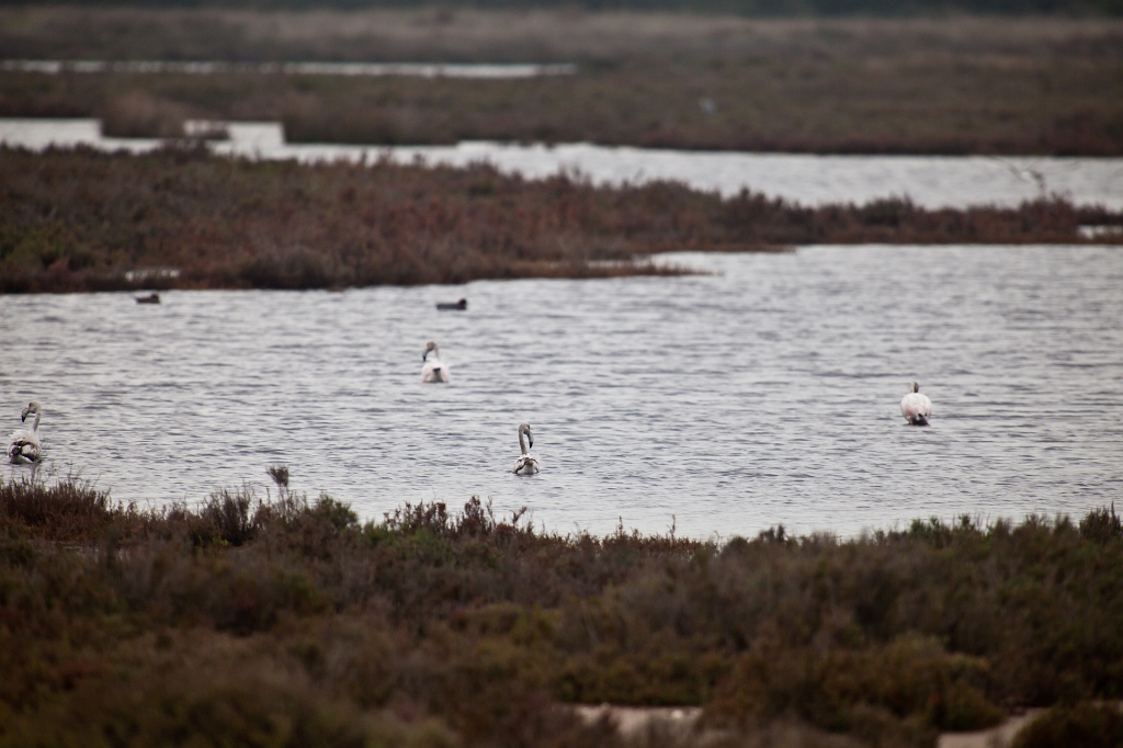 IMG_7664.jpg - près de l'aéroport quelques flamants