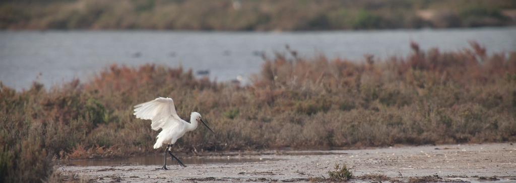 IMG_7703.jpg - Spatule Blanche