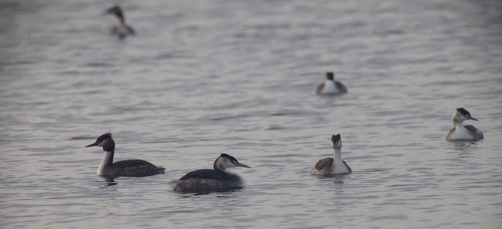 IMG_7728.jpg - il y avait quelques grèbes huppées