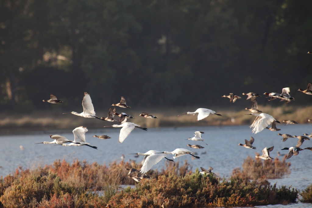 IMG_8338.jpg - des spatules, avocette élégante, canards souchet cormoran etc...