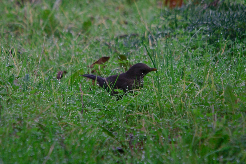 IMG_1846.jpg - petit oiseau sur la rosée