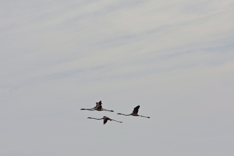IMG_1940.jpg - Vol de flamants