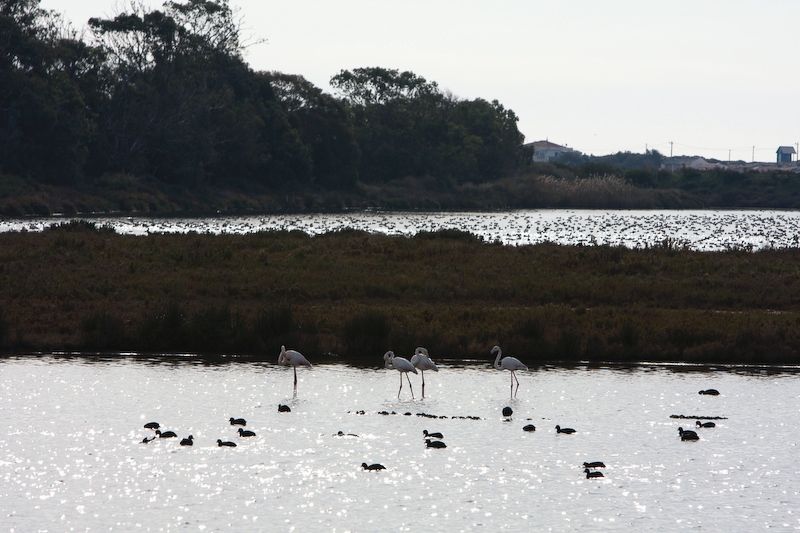 IMG_1964.jpg - Flamants