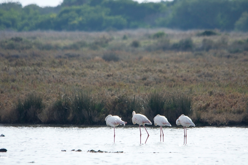 IMG_1973.jpg - Flamants, j'ai pu m'approcher d'assez prêt