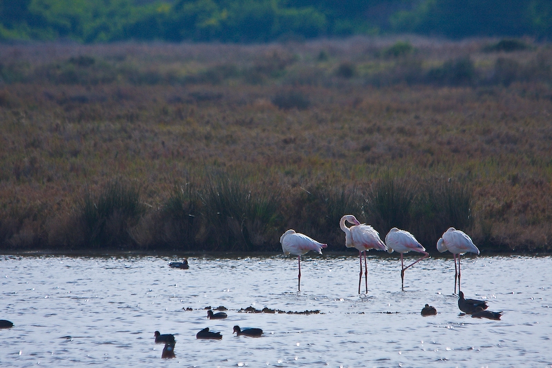 IMG_1979.jpg - Flamants