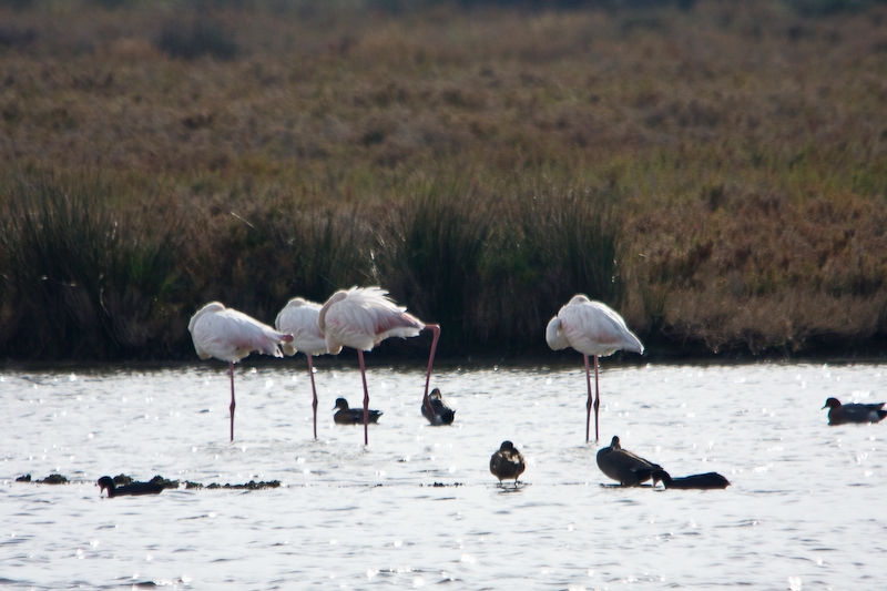 IMG_1994.jpg - flamants