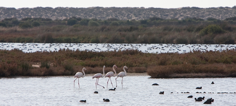 IMG_2022.jpg - flamants