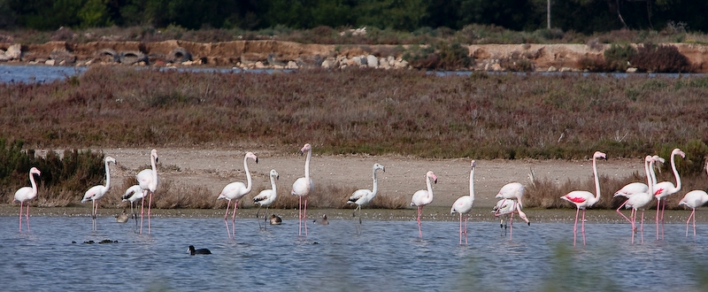 IMG_2141.jpg - flamants