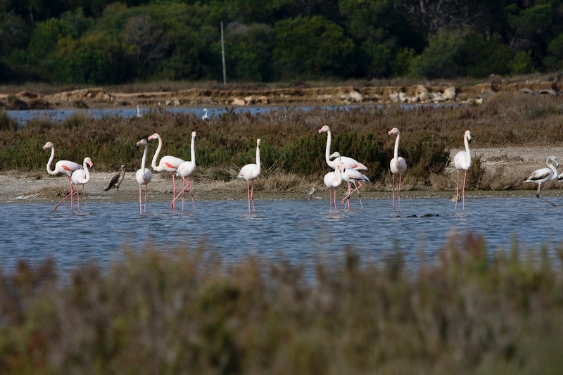 IMG_2146.jpg - pour changer des flamants :)