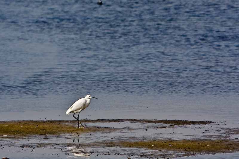 IMG_2238.jpg - aigrette garzette