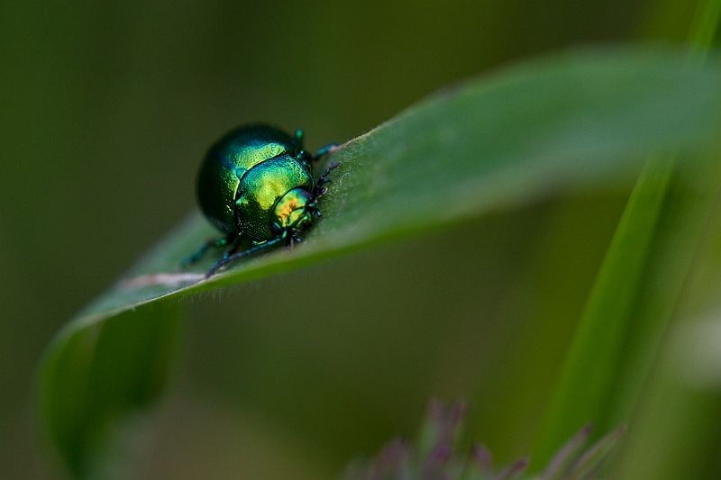 IMG_3579.jpg - ici il l'est trop :)