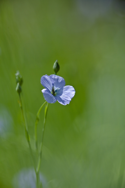 IMG_3661.jpg - Fleur de lin