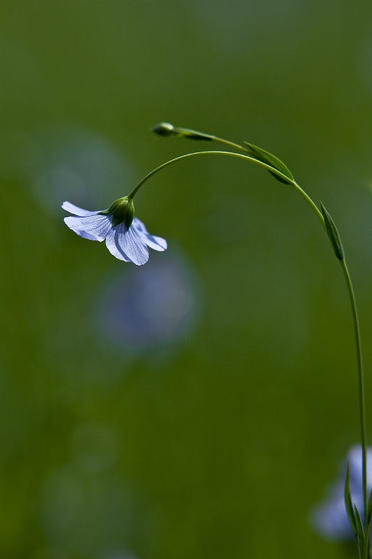 IMG_3689.jpg - Fleur de lin