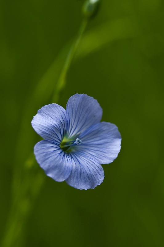 IMG_3730.jpg - Fleur de lin