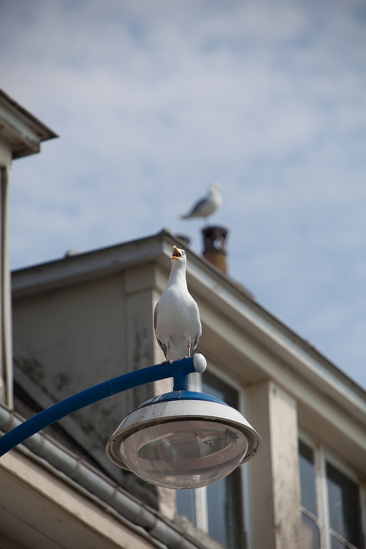 IMG_3808.jpg - Mouette à veulette sur mer