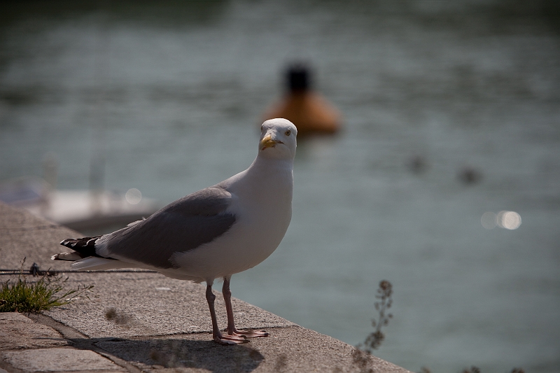 IMG_3834.jpg - Mouette à veulette sur mer