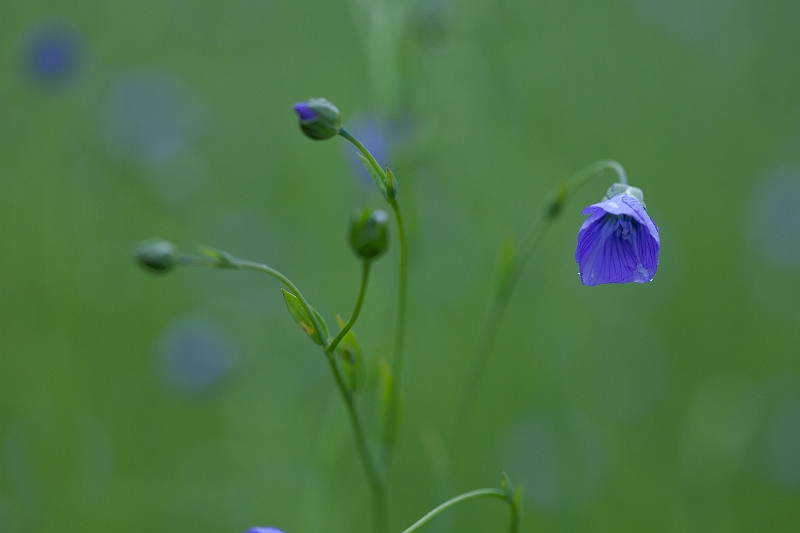 IMG_3895.jpg - fleur de lin