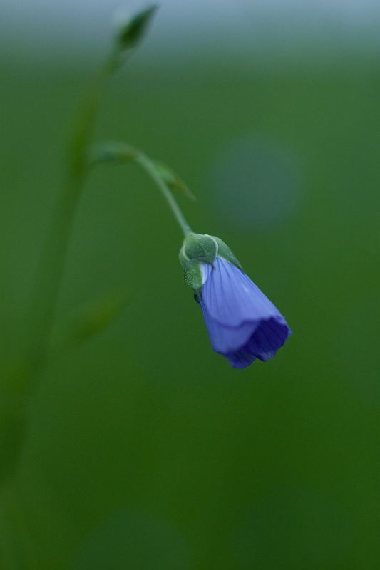 IMG_4002.jpg - fleur de lin