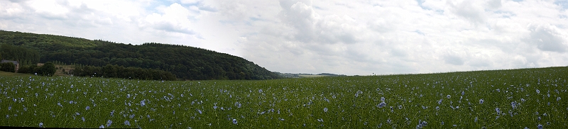 champs2lin.jpg - Champ de lin