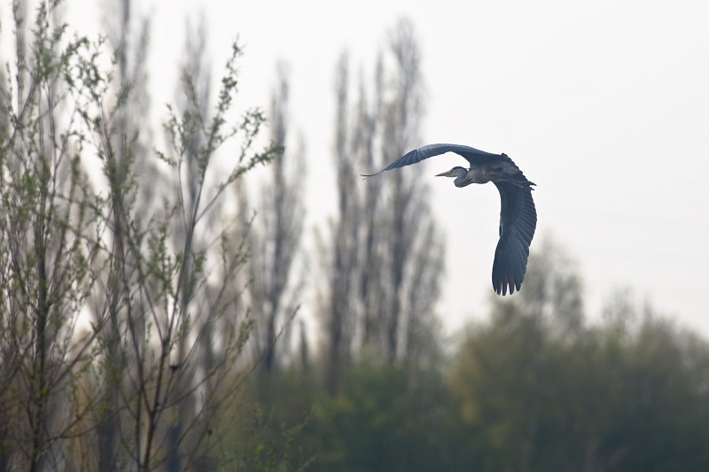 IMG_1572.jpg - un des deux hérons argenté qui etaient sur la route ... il n'y en avait pas tant que ça