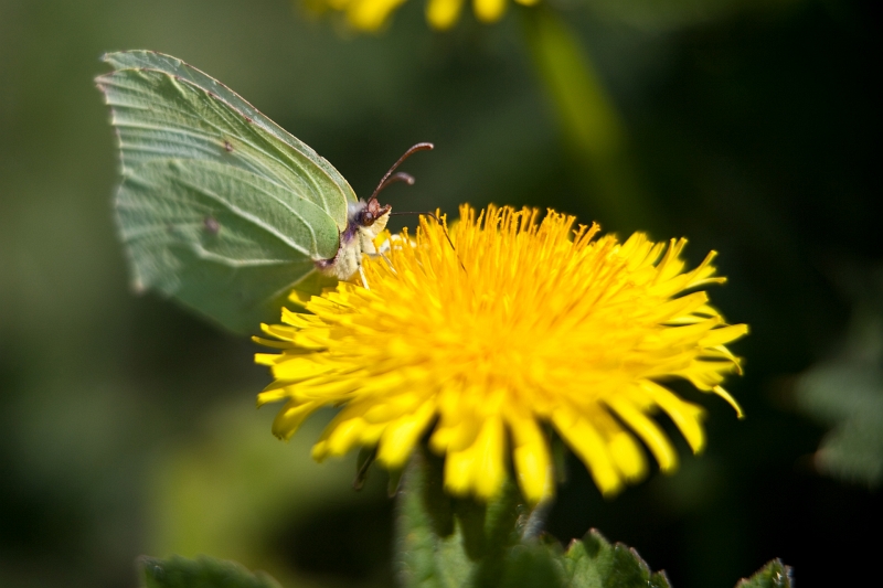 IMG_1648.jpg - un citron (vert :) ) finalement il y avait bien quelques papillons !