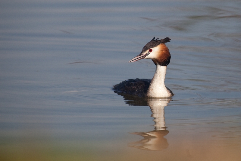 IMG_1884.jpg - en partant un grèbe à coté de la berge