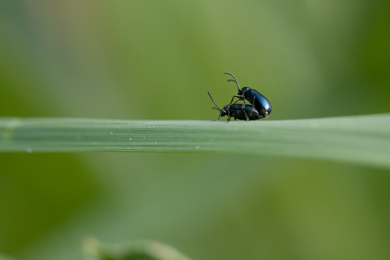 IMG_5380.jpg - Galéruque de l'aulne  (Agelastica alni)