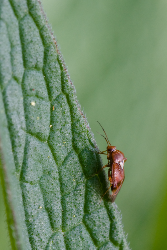 IMG_5414.jpg - lepture ?