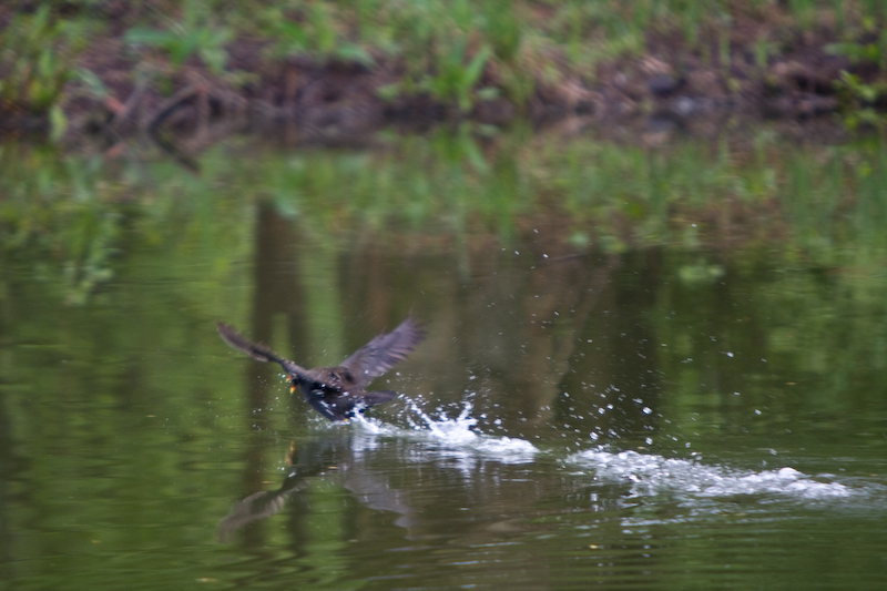 IMG_5641.jpg - poule d'eau