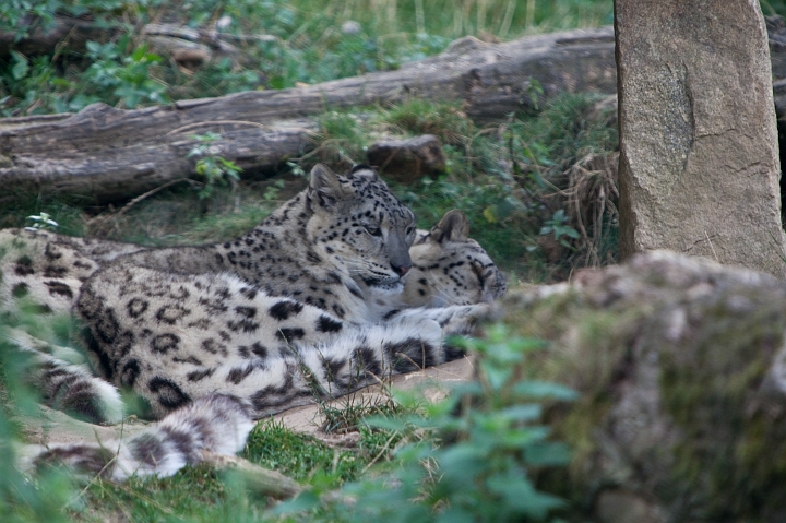 IMG_7095.jpg - Panthere des neiges