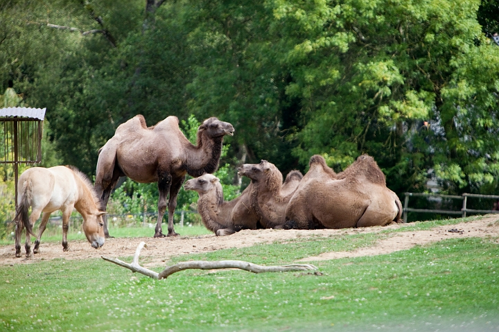 IMG_7102.jpg - chamaux de Bactriane et chaval de przewalski